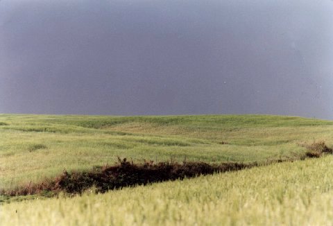 Prati a Cirò (località Volvito, anni '80)